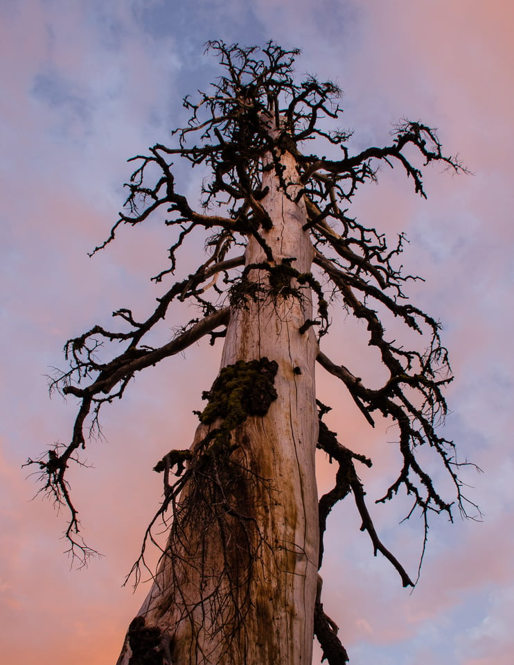 Verm-dead-pine-Sterling-Lake-0974