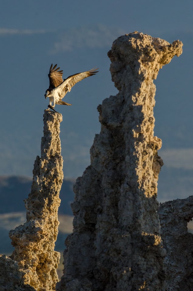 Verm-osprey-on-tufa-Mono-Lake-1846