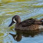 blue winged teal image 1