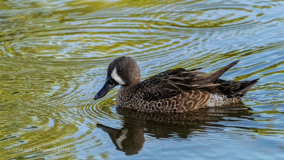 blue winged teal image 1