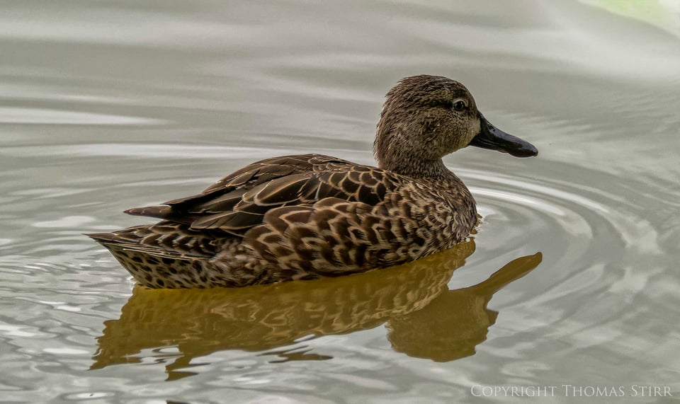 blue winged teal image 2