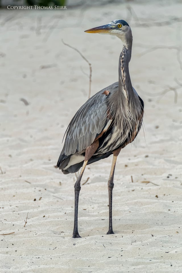 cuba heron 1 cuba heron 1