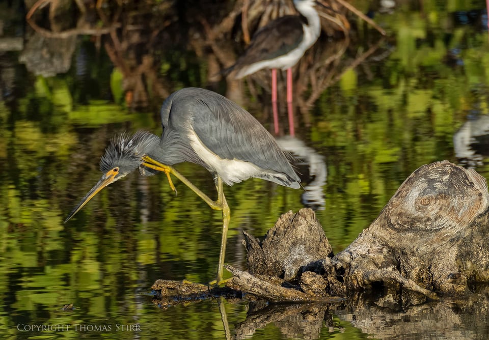 cuba heron 10 cuba heron 10