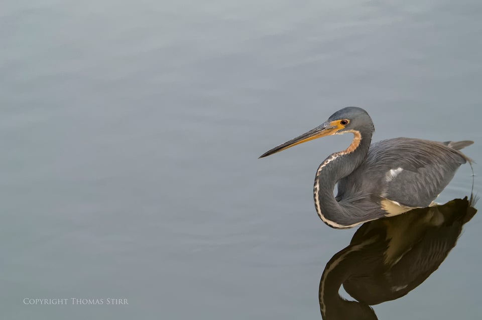 cuba heron 11 cuba heron 11