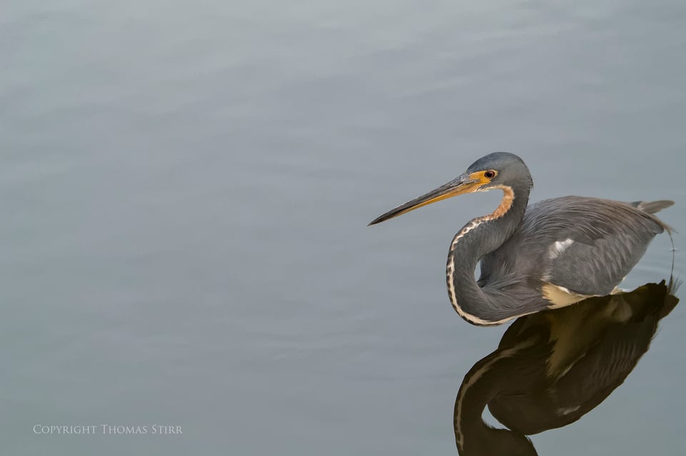 cuba heron 11