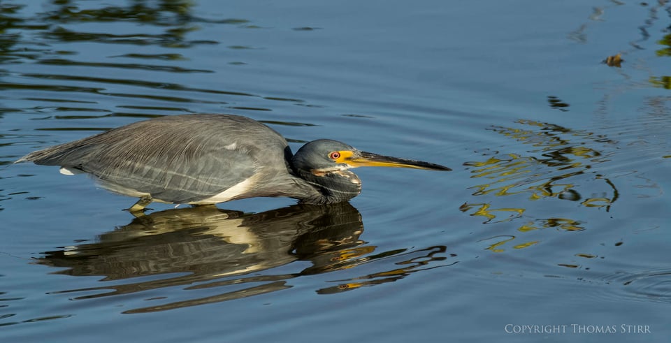 cuba heron 12