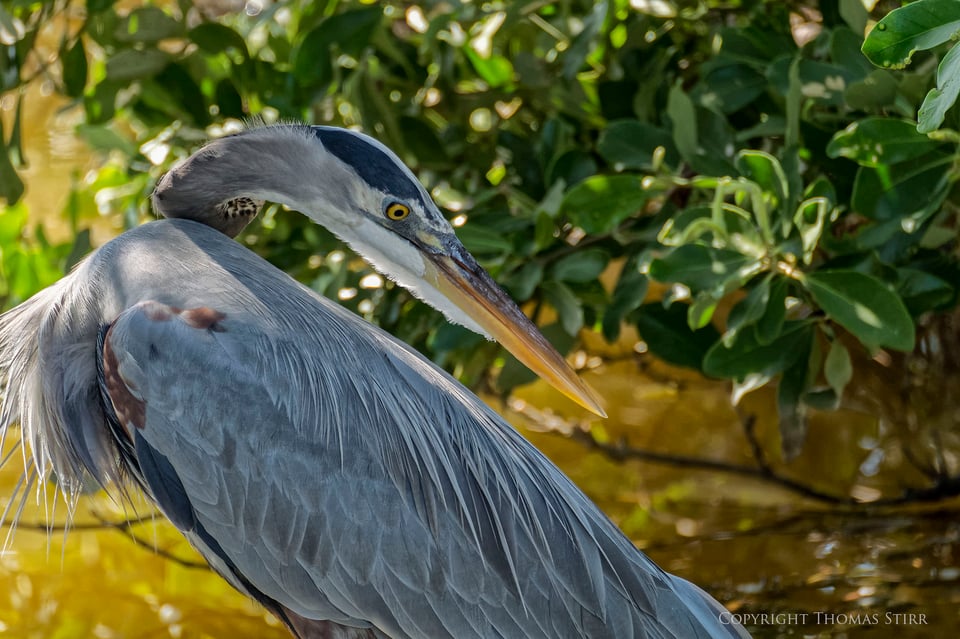 cuba heron 2