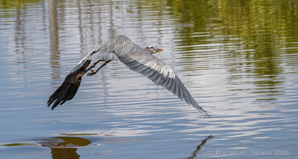 cuba heron 3