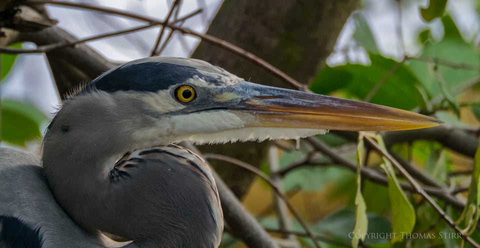 cuba heron 4