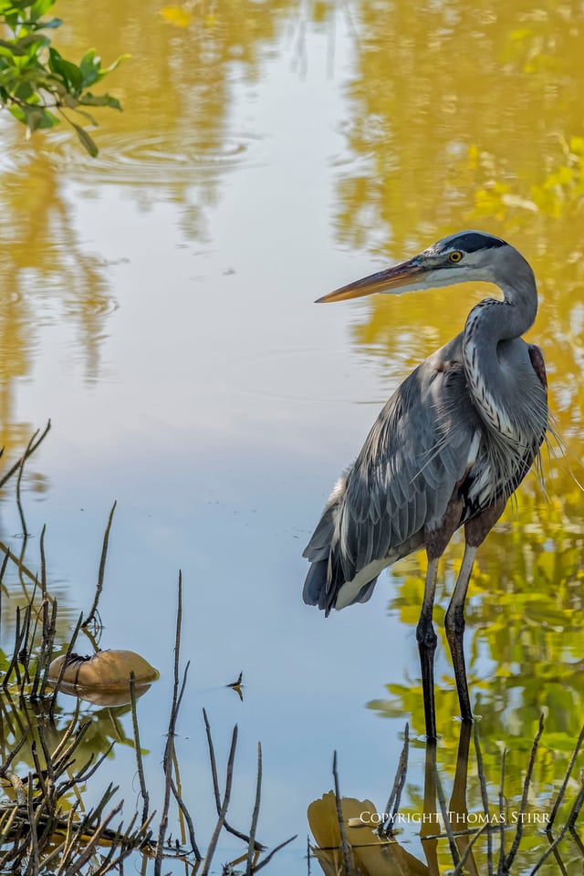 cuba heron 5