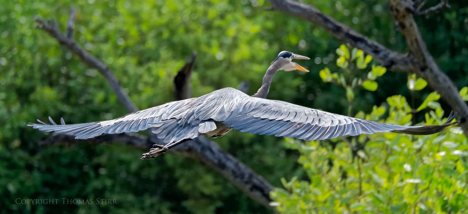 cuba heron 6 cuba heron 6