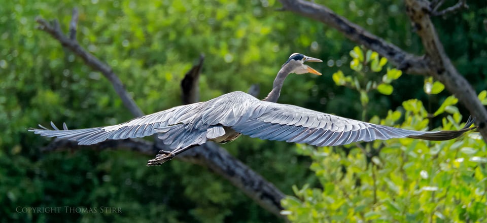 cuba heron 6