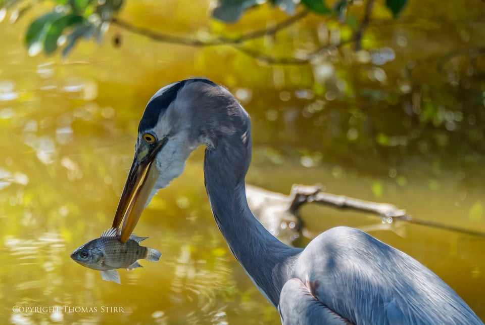 cuba heron 7