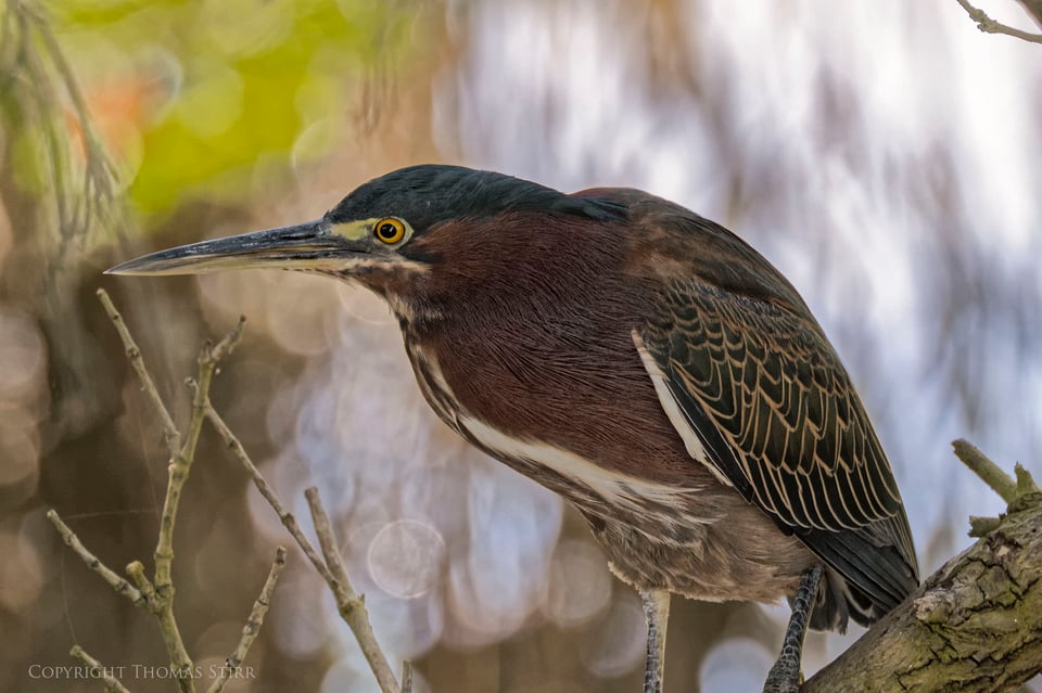 cuba heron 8