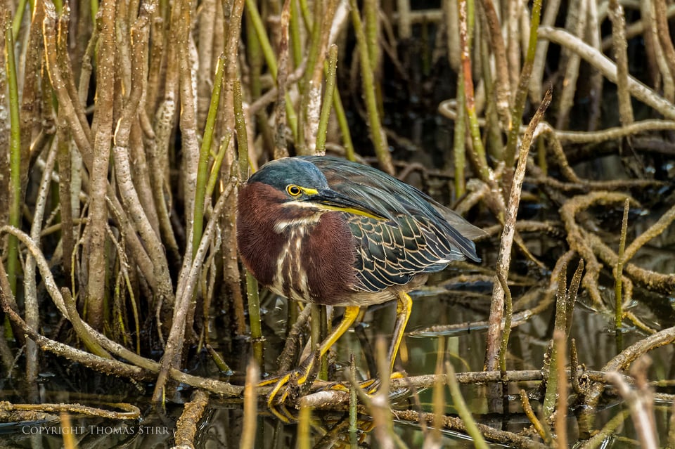 cuba heron 9