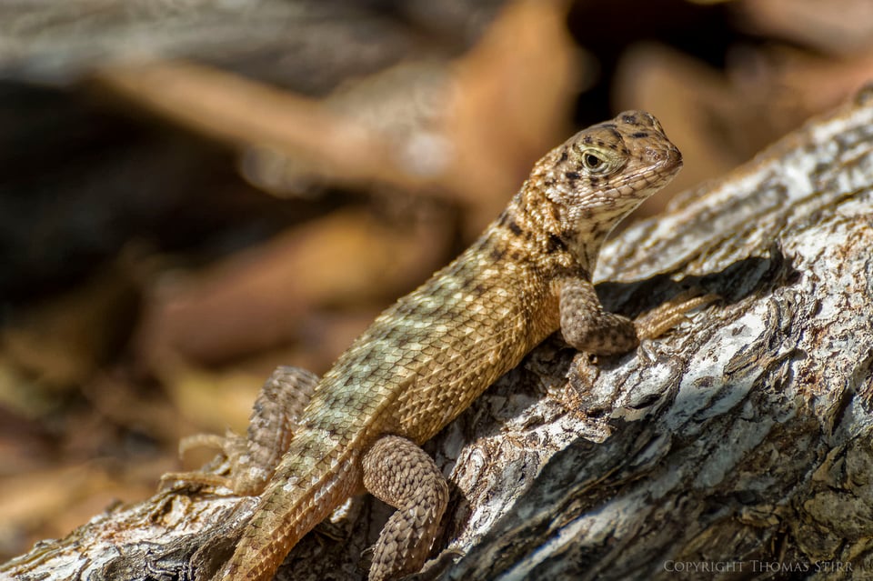 curly tail image 1