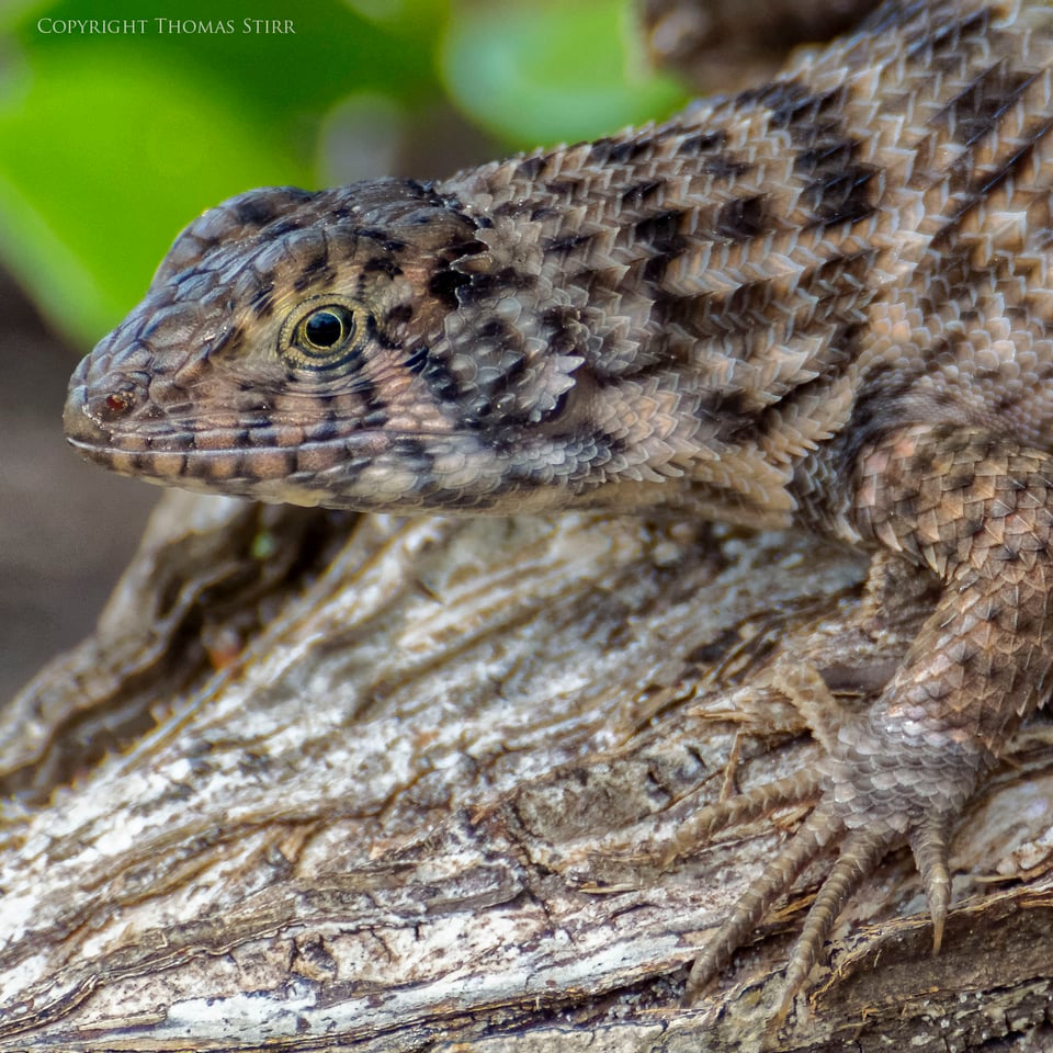 curly tail image 10 curly tail image 10