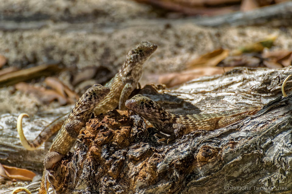 curly tail image 11 curly tail image 11