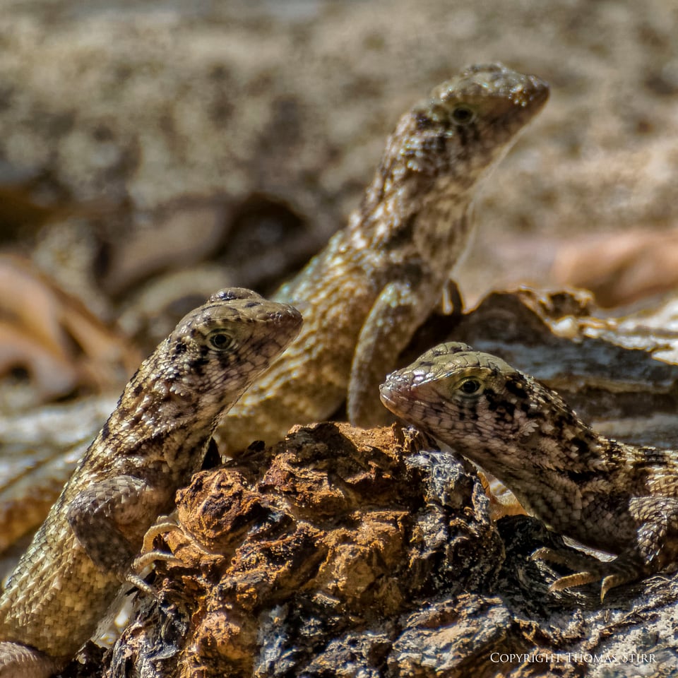 curly tail image 12 curly tail image 12