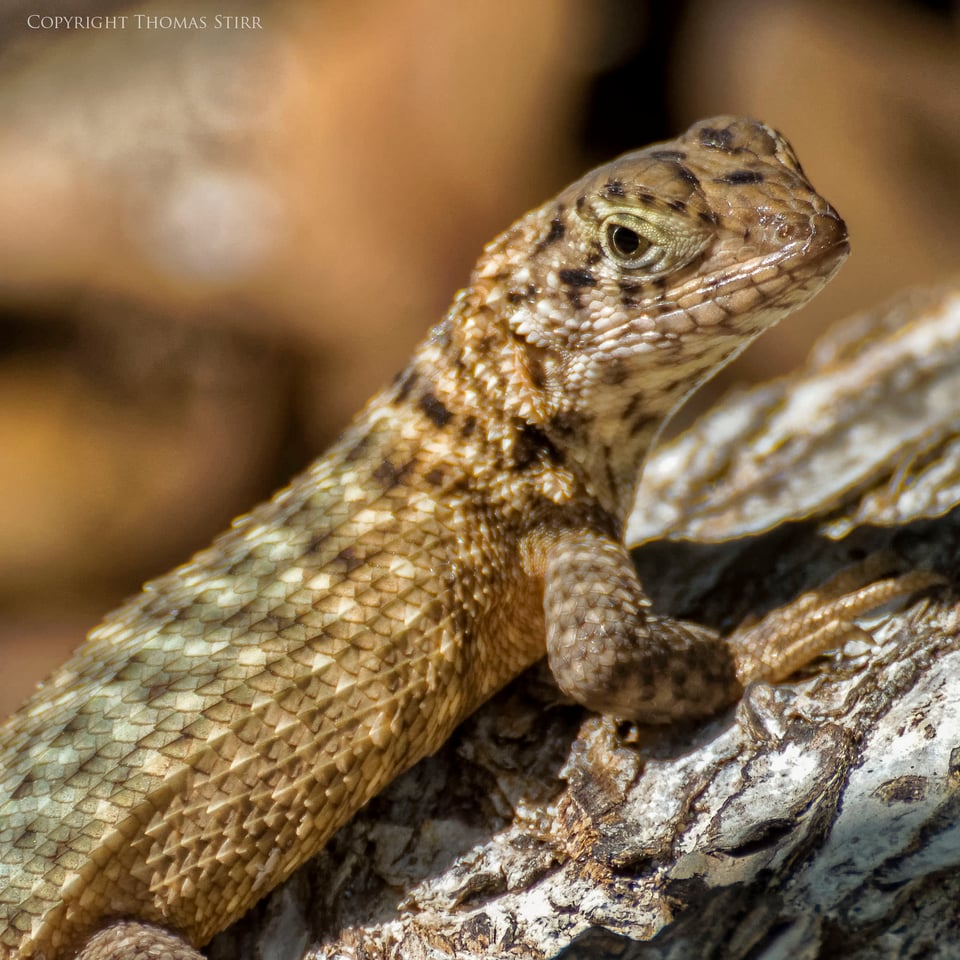 curly tail image 2