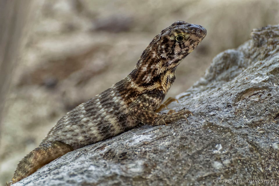 curly tail image 3