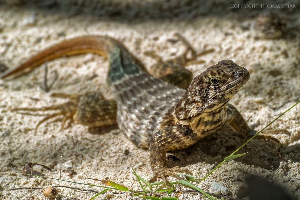 curly tail image 5