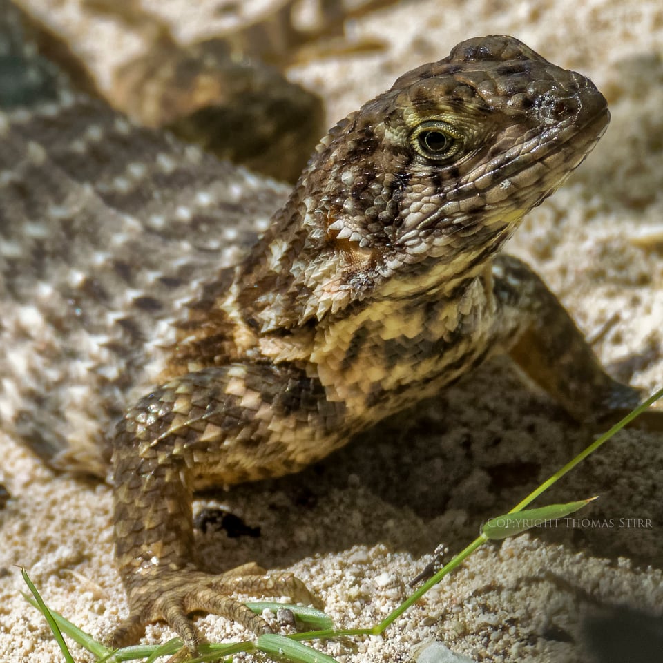 curly tail image 6 curly tail image 6