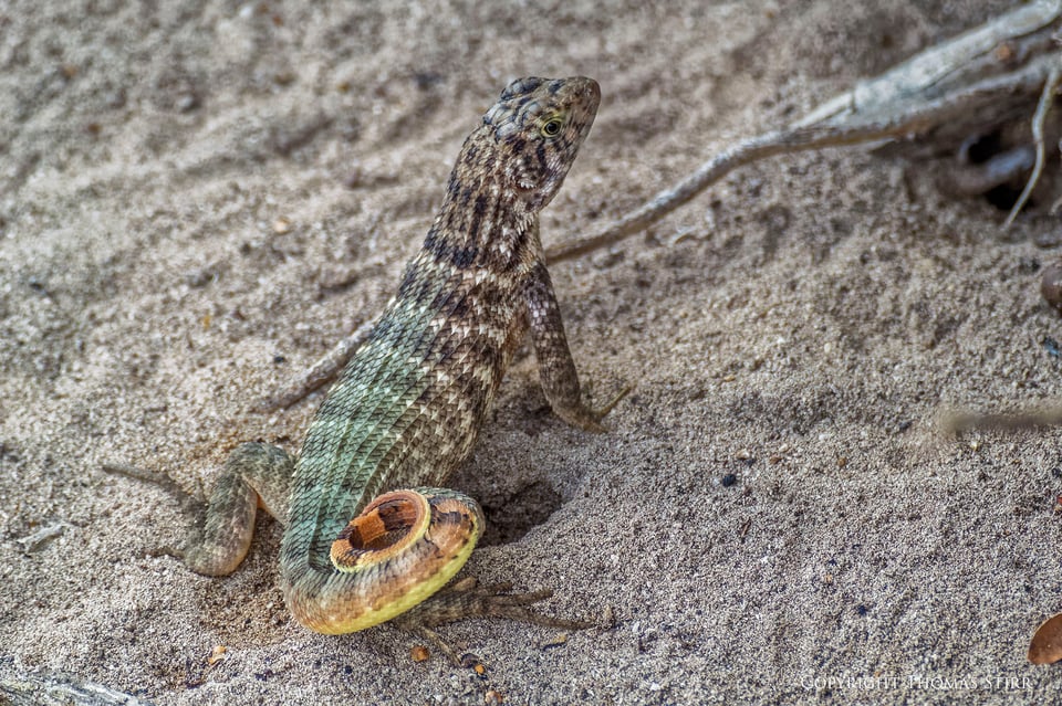 curly tail image 7