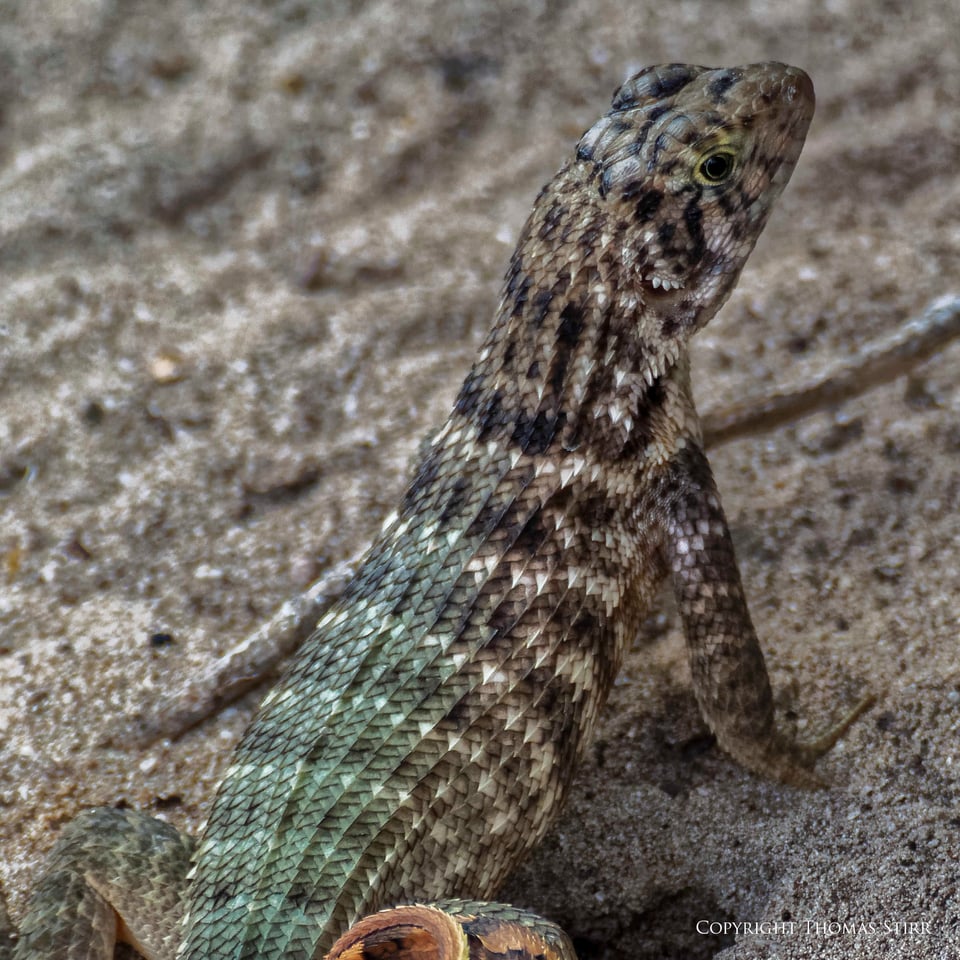 curly tail image 8 curly tail image 8