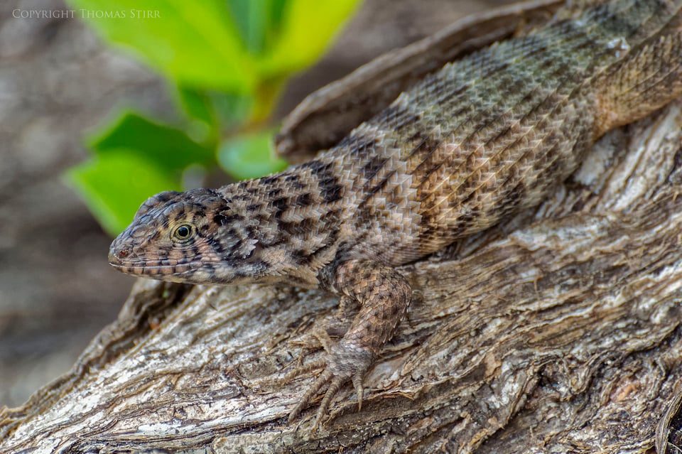 curly tail image 9