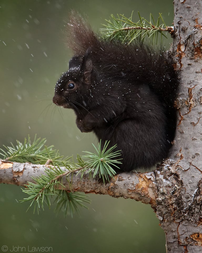 Abert's Squirrel (1) 400mm f2.8E FL + TC-14E III @ f4