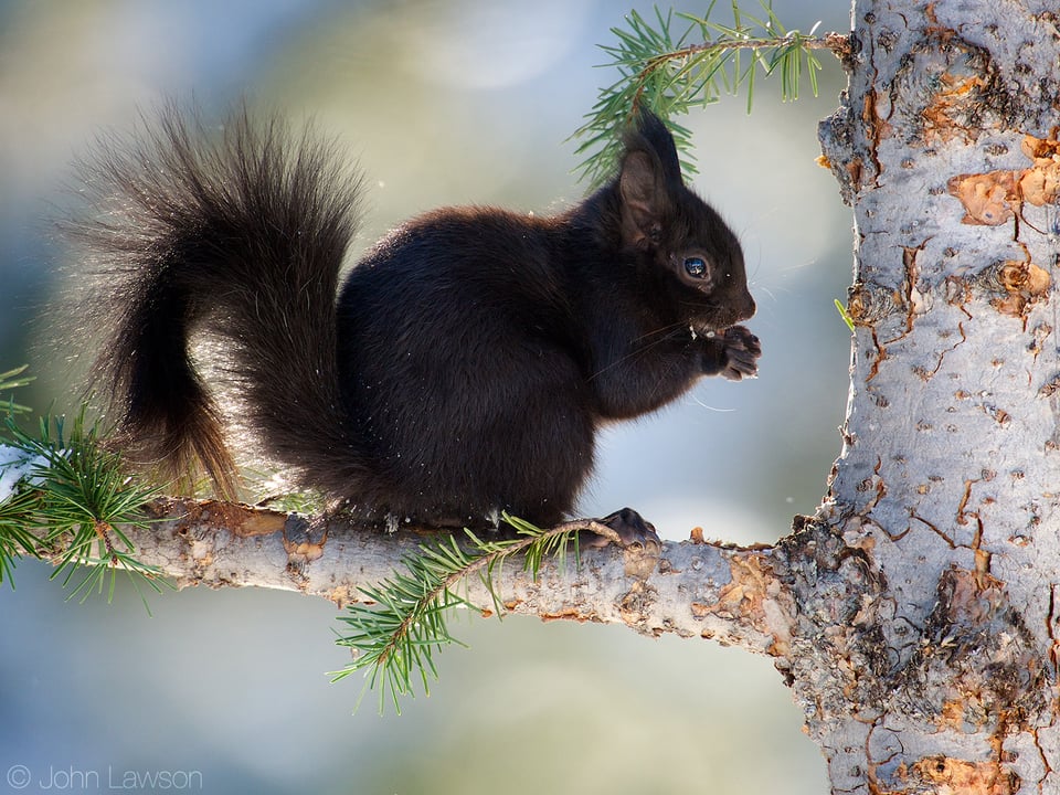 Abert's Squirrel (2) 400mm f2.8E FL + TC-20E III @ f7.1