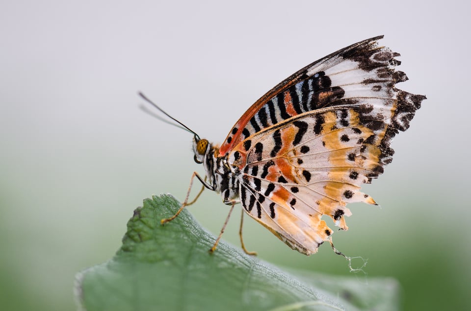 Butterfly Butterfly