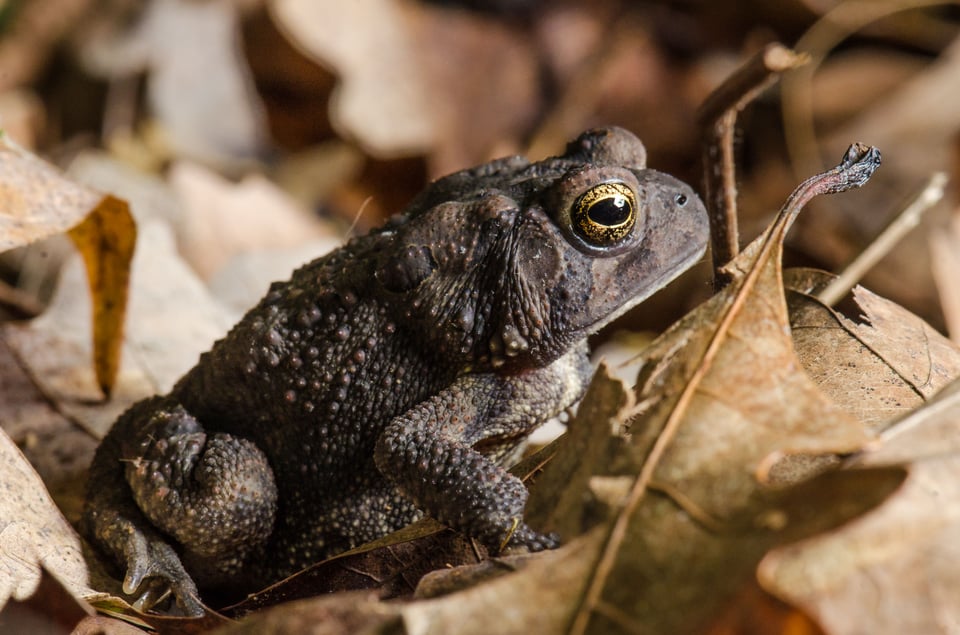 Brown Toad and Leaf