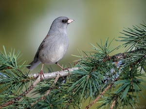 Dark-eyed Junco 400mm f2.8E FL @ f5.6