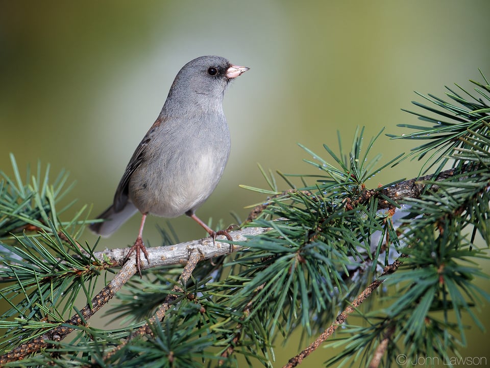 Dark-eyed Junco 400mm f2.8E FL @ f5.6