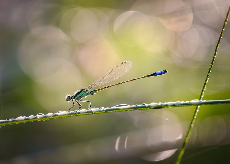 Dew Drops