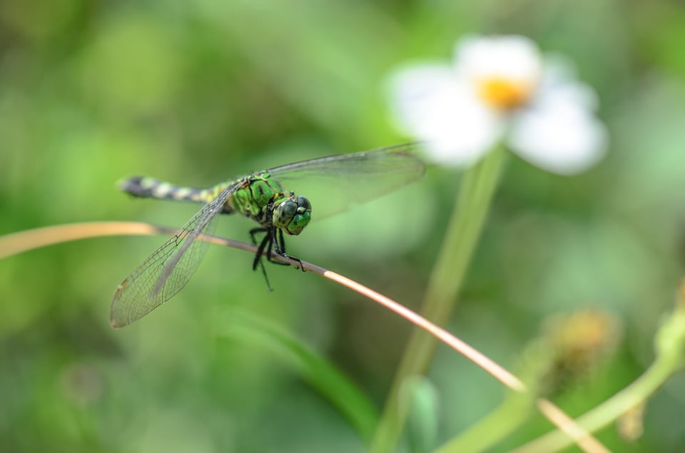 Dragonfly and Flower Dragonfly and Flower