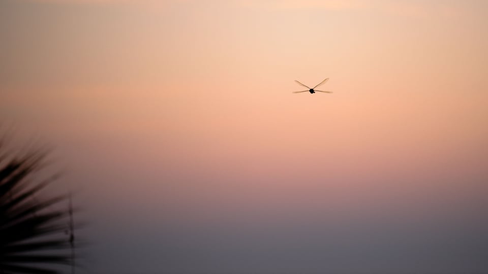 Dragon at Sunset 1 Dragon at Sunset 1