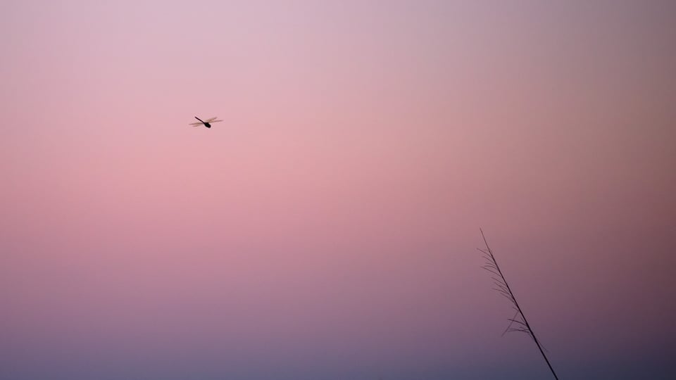 Dragon at Sunset 2 Dragon at Sunset 2