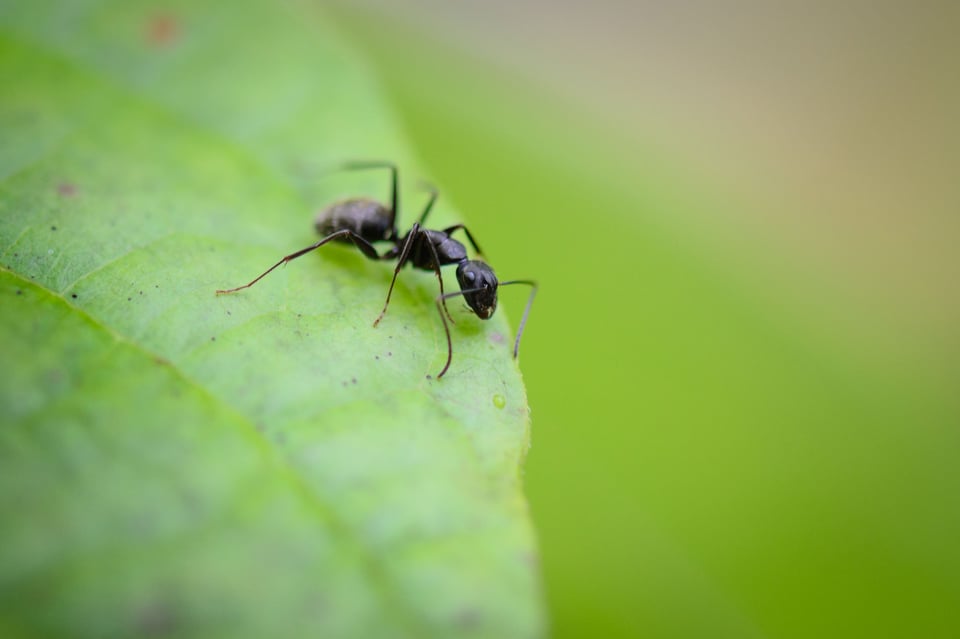 Ant on Green Leaf