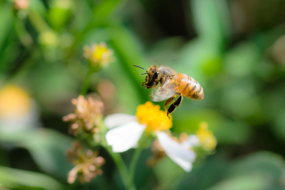 Bee Taking Off from a Flower