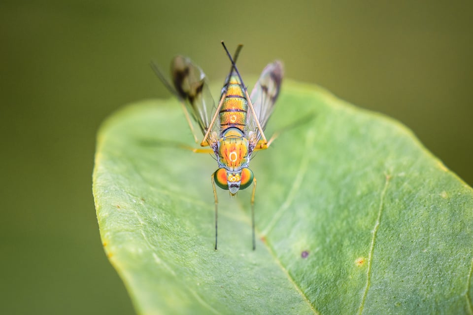 Fly Macro Picture