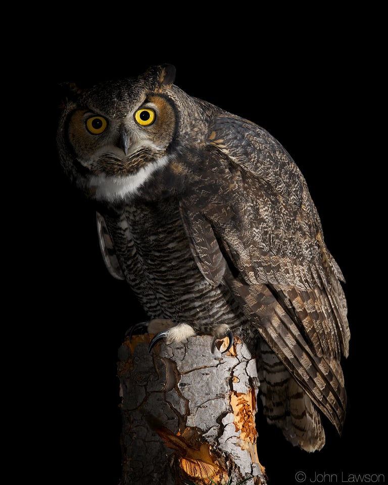 Great Horned Owl (a) 400mm f2.8E FL @ f11