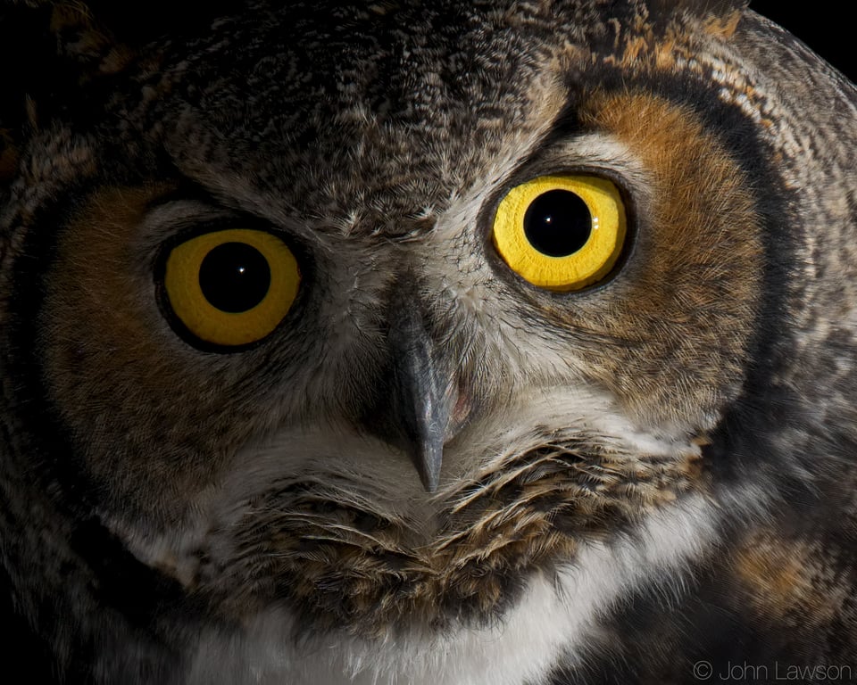 Great Horned Owl (b) 400mm f2.8E FL @ f11