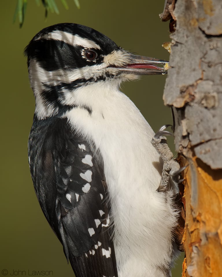 Hairy Woodpecker 400mm f2.8E FL @ f5.6