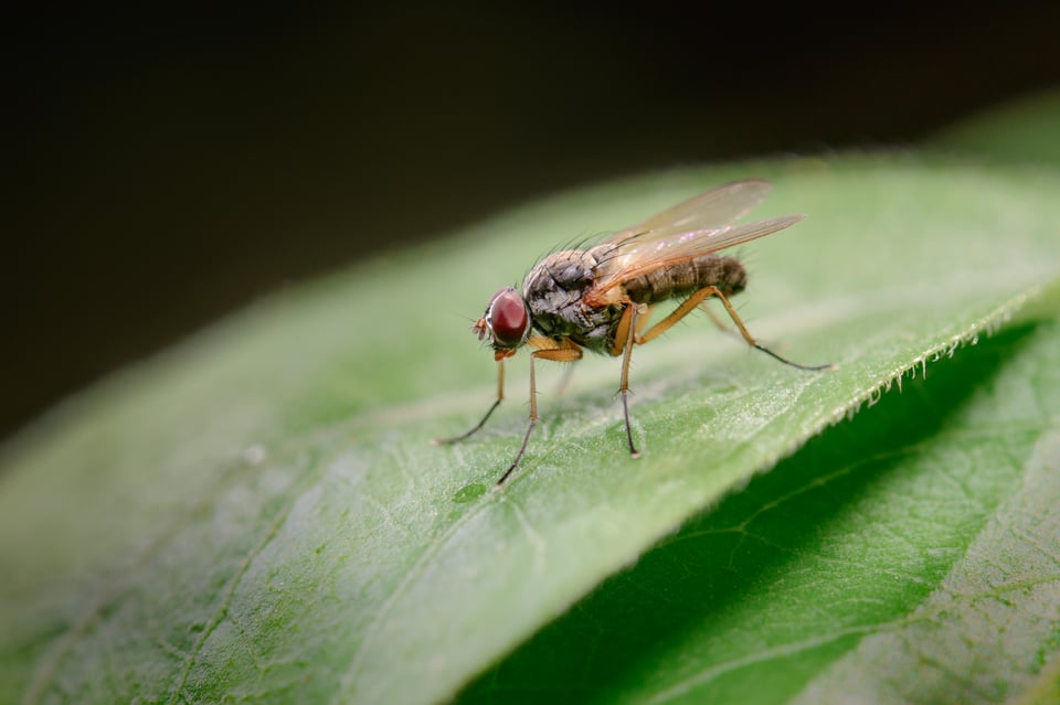 Housefly Macro