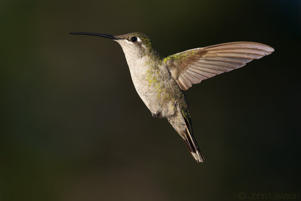 Magnificent Hummingbird 400mm f2.8E FL @ f6.3