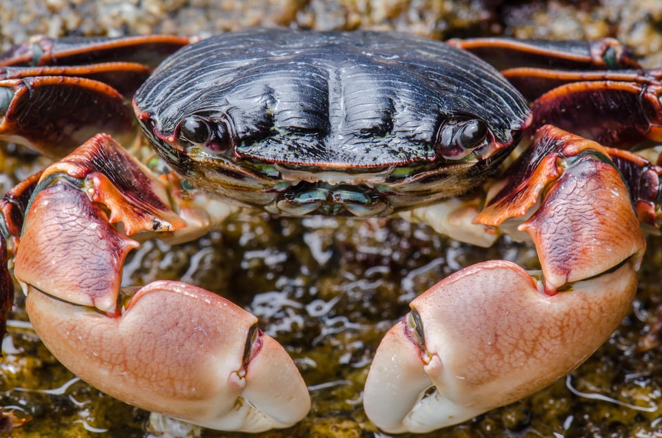 Monster Crab