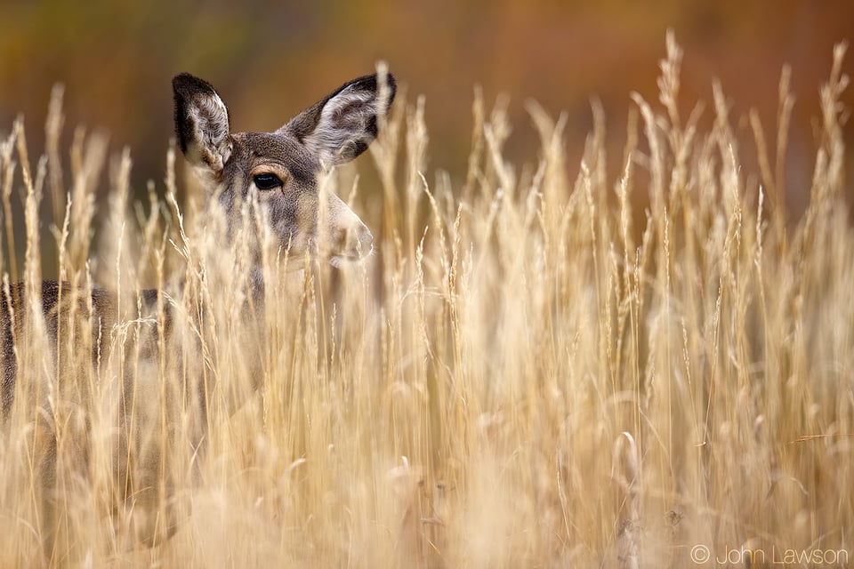 Mule Deer (1) 400mm f2.8E FL @ f4